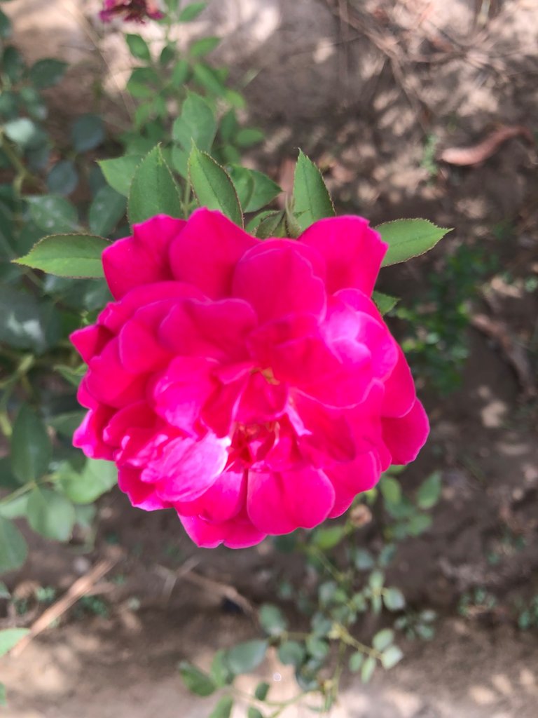 IMG_0471.jpeg