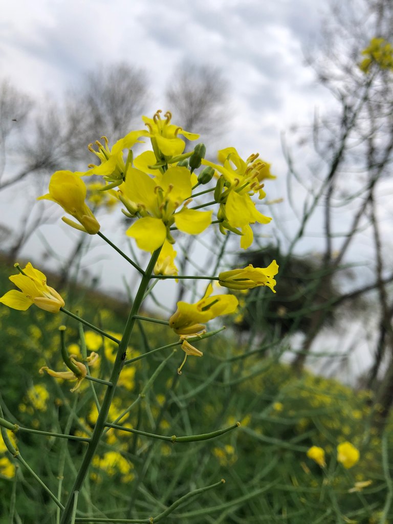 IMG_0747.jpeg