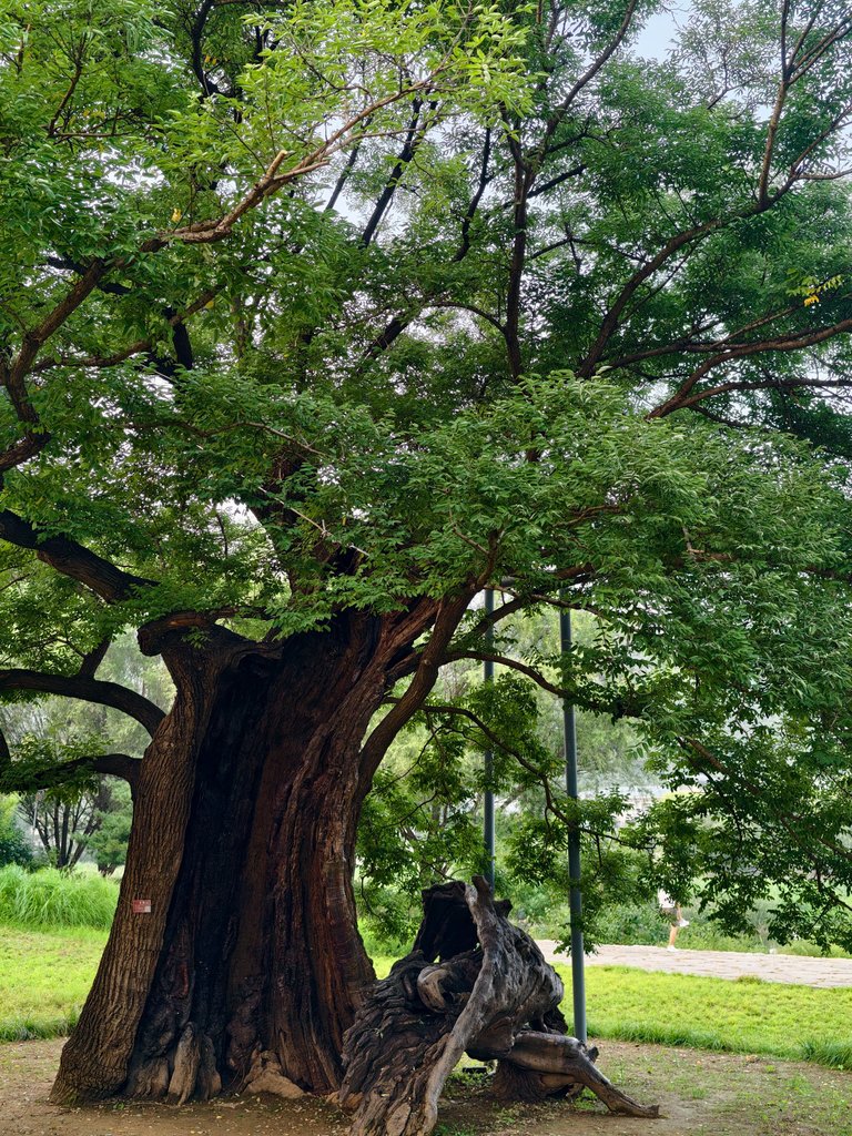 Weixin Image_2025-08-19_202550_855.jpg