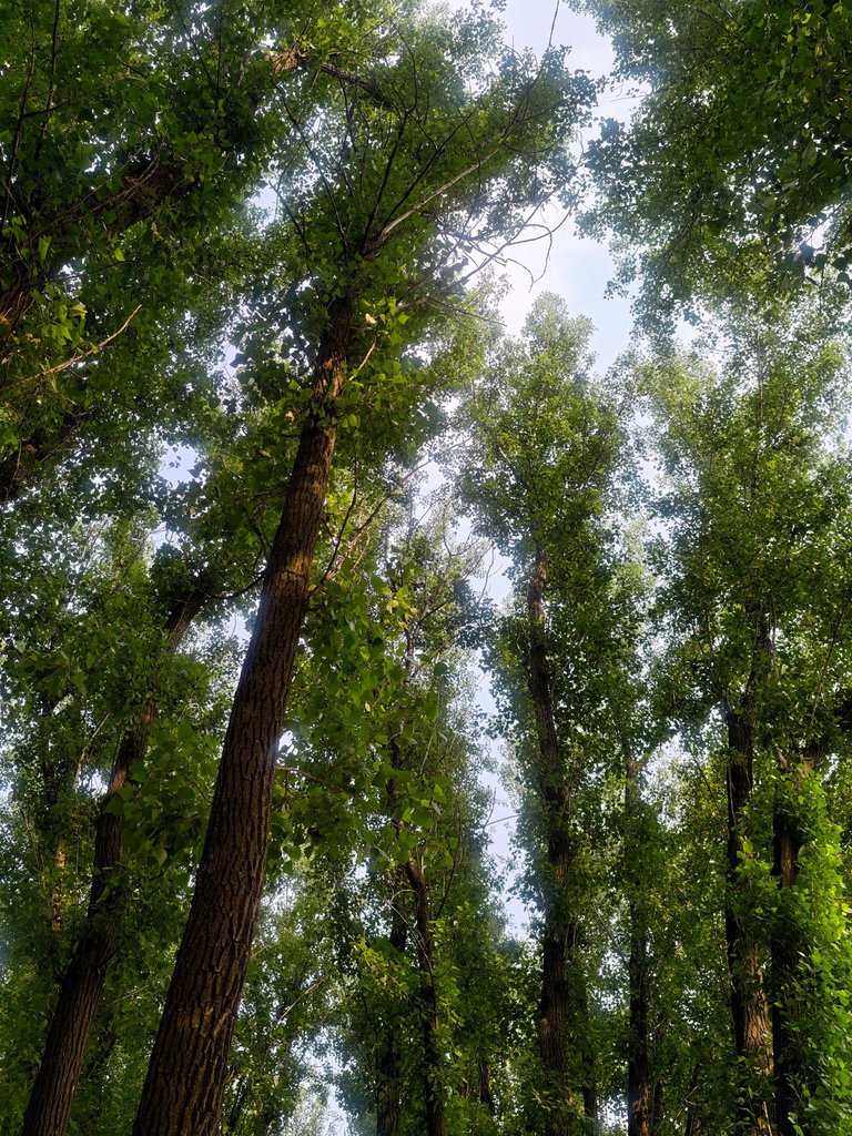 IMG_20250525_154906.jpg