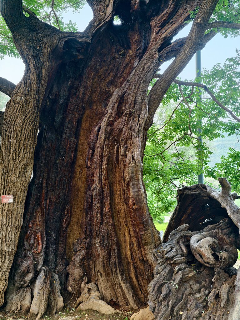 Weixin Image_2025-08-19_202535_359.jpg