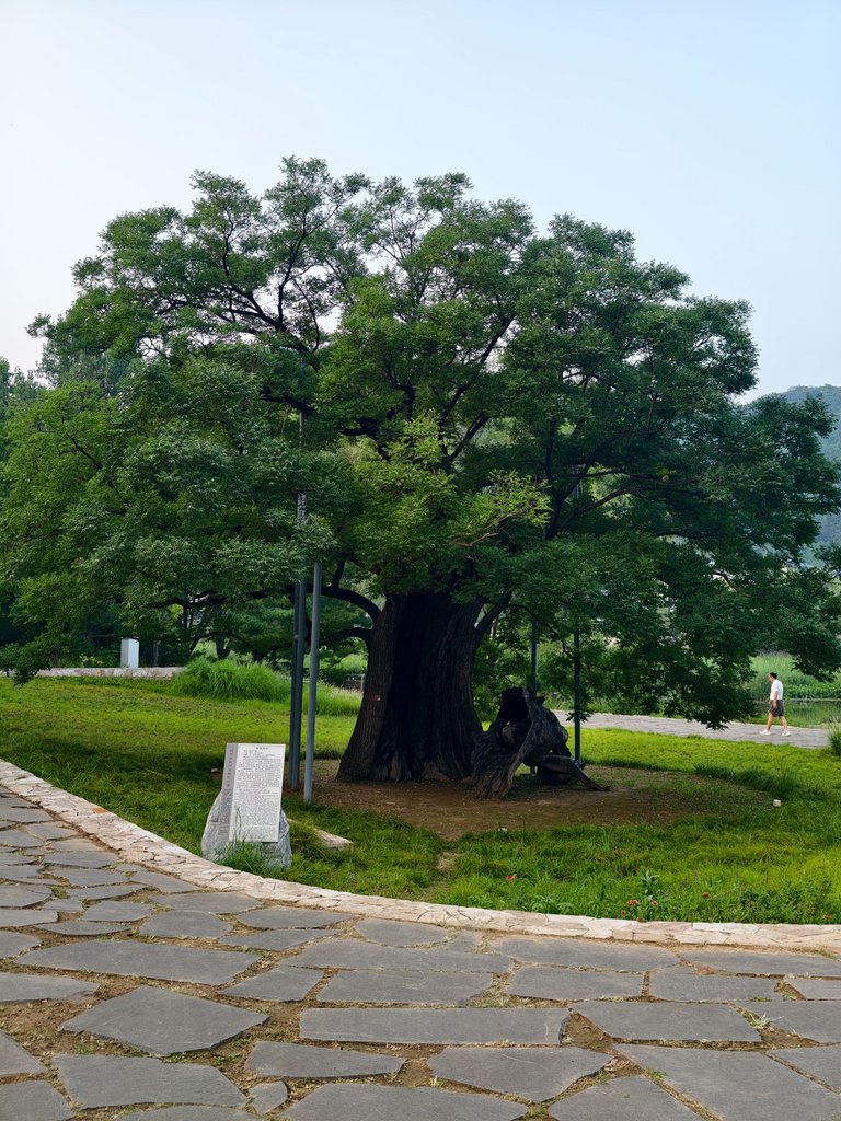 Standing infront of a 2000 Years Old Tree, A living History