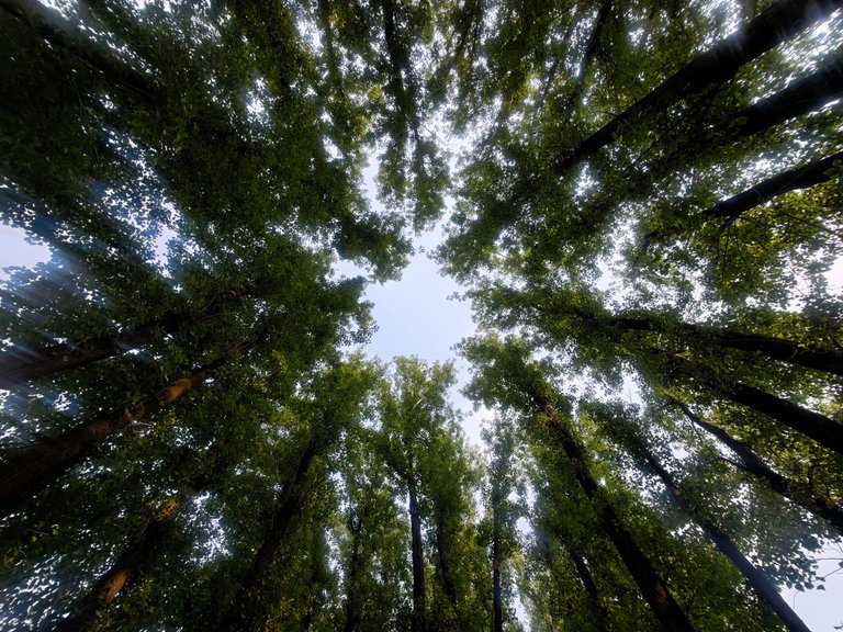 Amazing Green Canopy On The Way