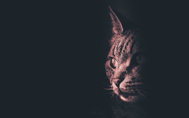 cat (1 of 1).jpg