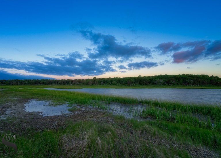 thurs West island Marsh-3.jpg