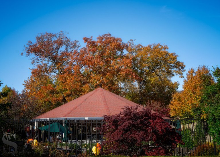 zoo fall colors_-6.jpg