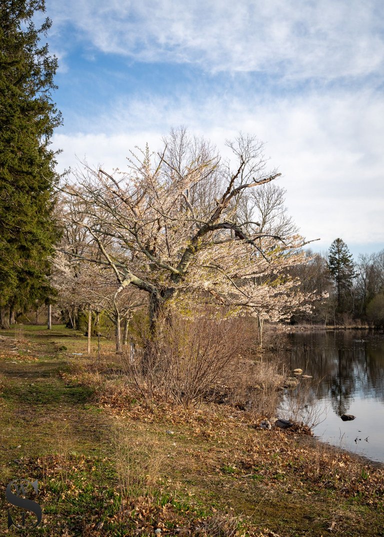 spring buttonwood-7.jpg