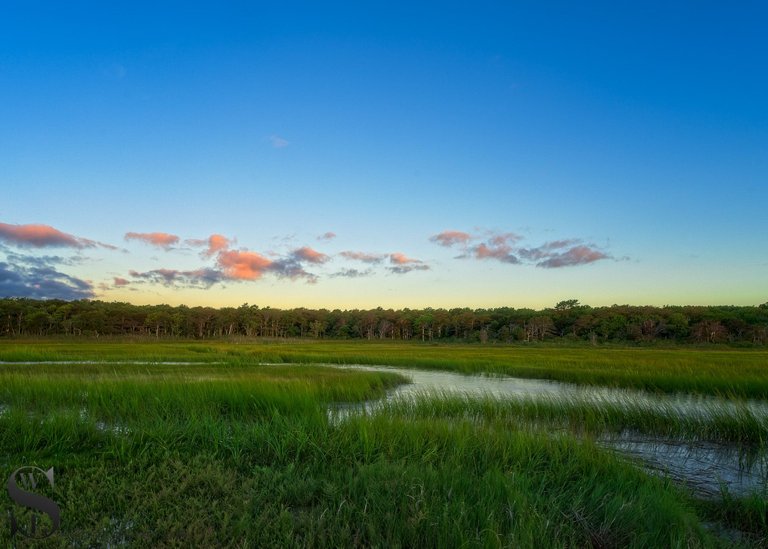 thurs West island Marsh-5.jpg