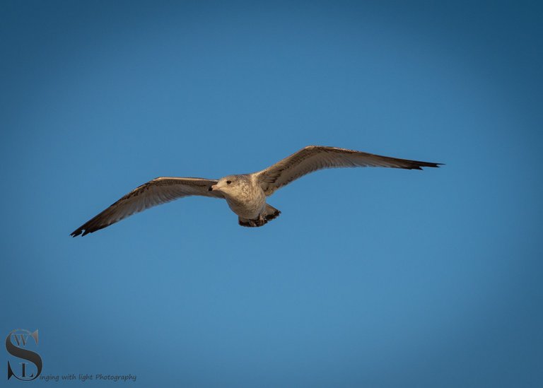 seagulls-5.jpg