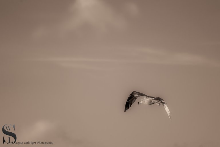 Mono for the birds-6.jpg