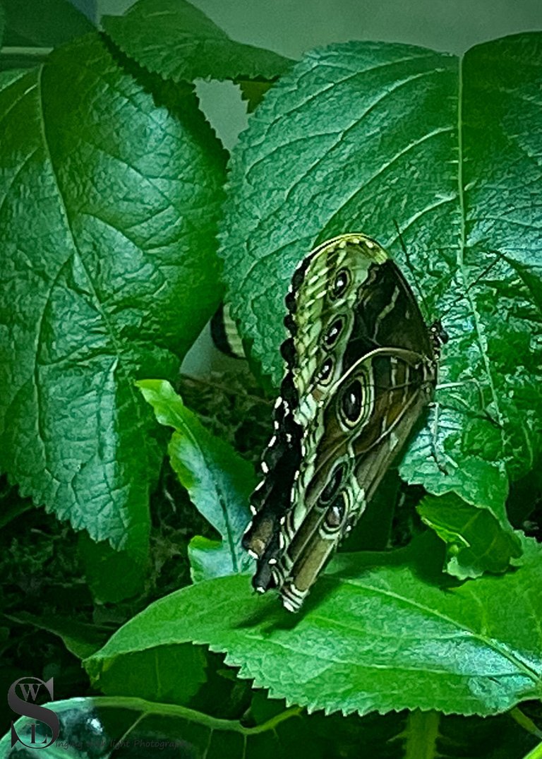 moma butterflies-3.jpg