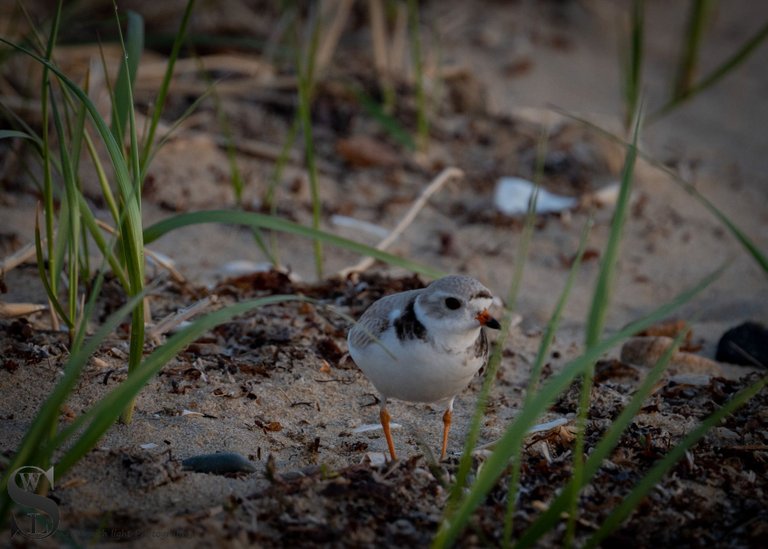 sat sand pipers-1.jpg