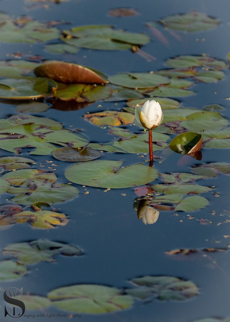 water lillies-2.jpg
