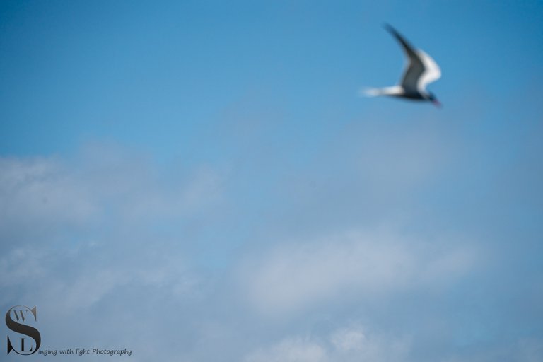 terns-7.jpg