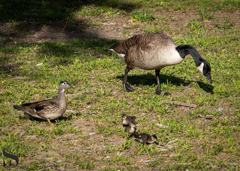 Birds  families-5.jpg