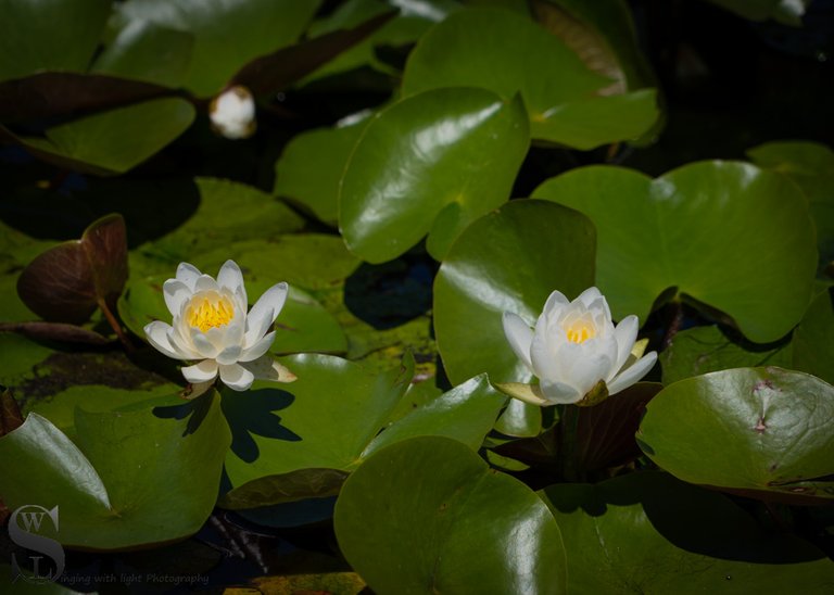 water lillies-2.jpg