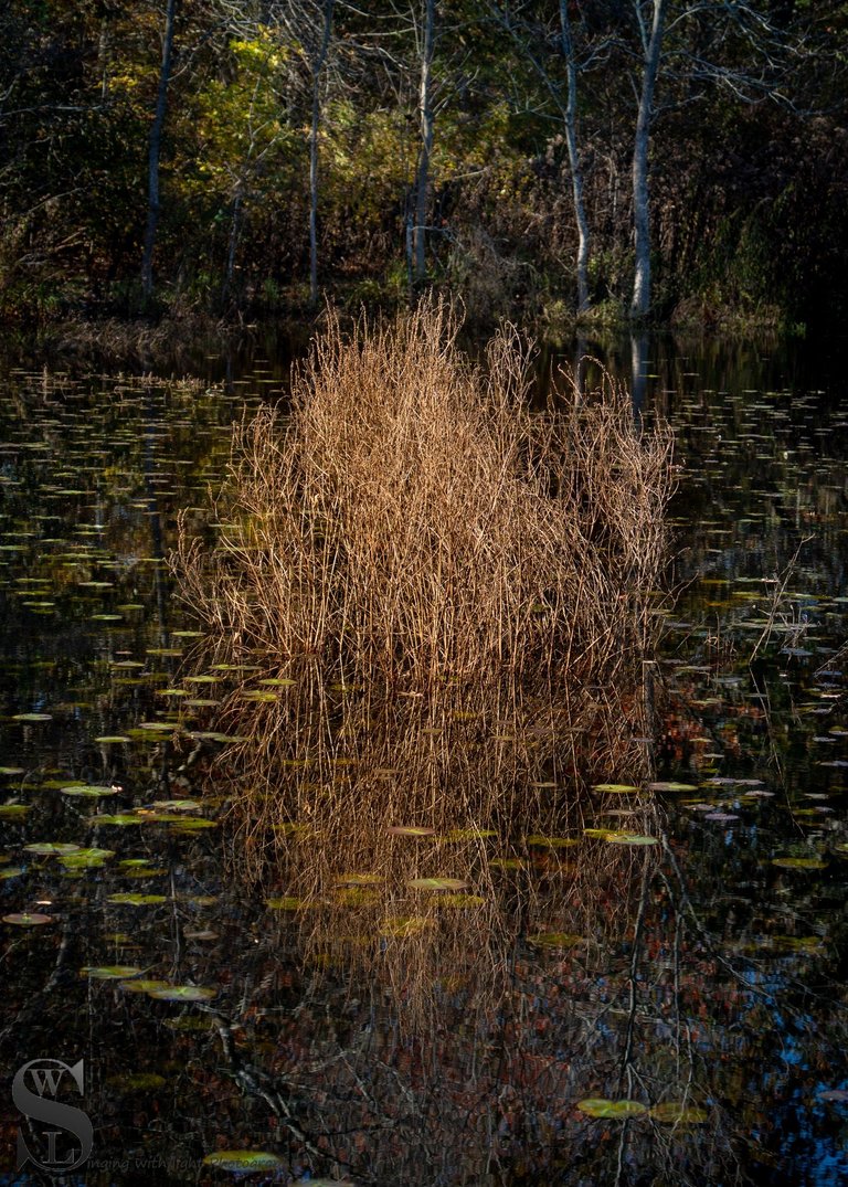 buttonwood park-2.jpg