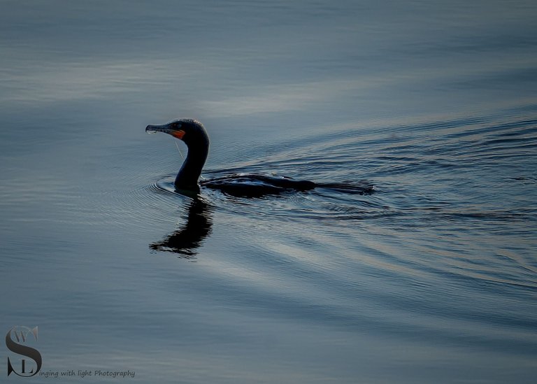 birds around town-2.jpg