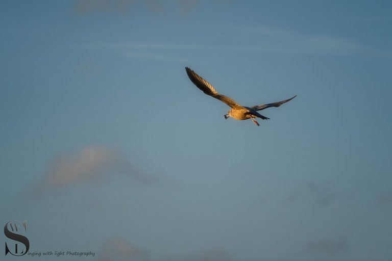 Seagulls-4.jpg