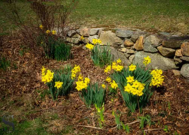 daffodils-3.jpg
