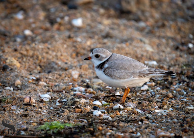 sat sand pipers-3.jpg