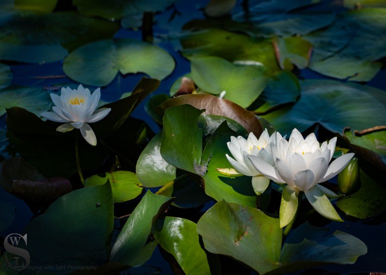 water lillies-5.jpg