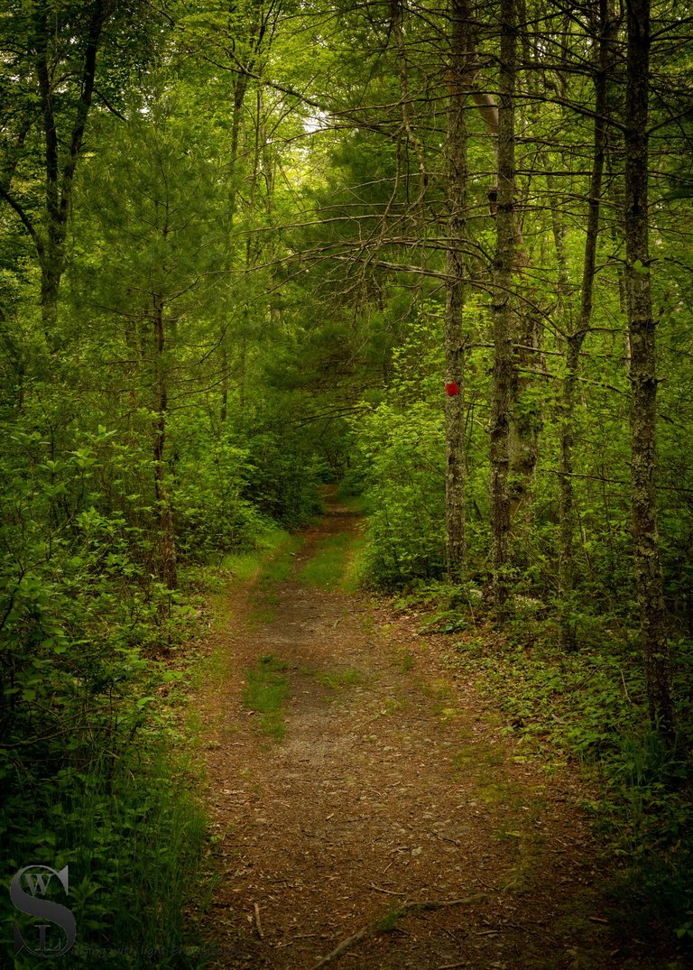 greens on trails-5.jpg