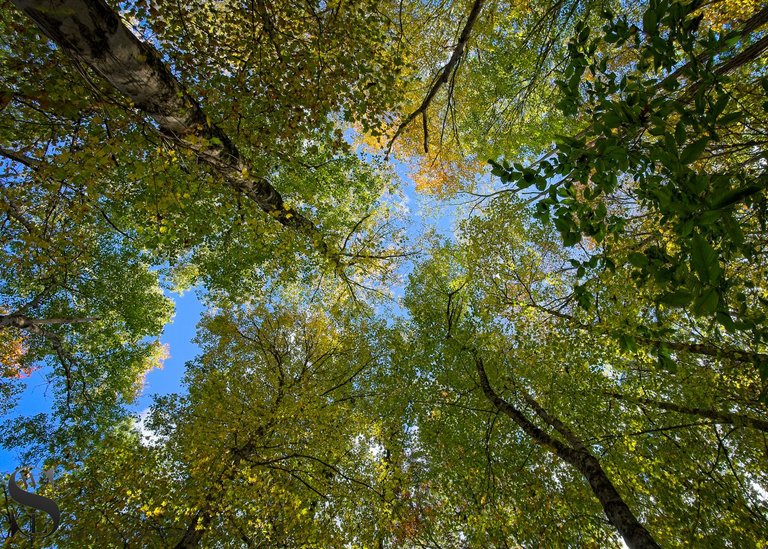 more fall colors at the sawmill-5.jpg