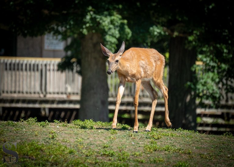 animals zoo-4.jpg