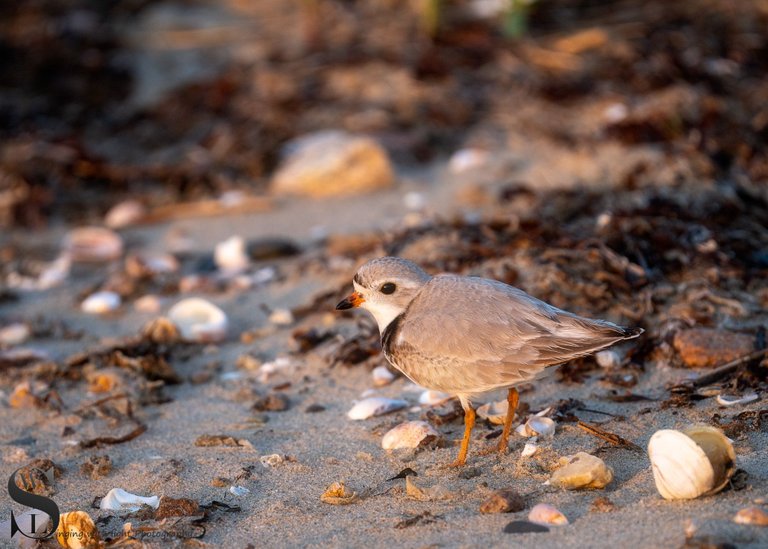 sat sand pipers-4.jpg