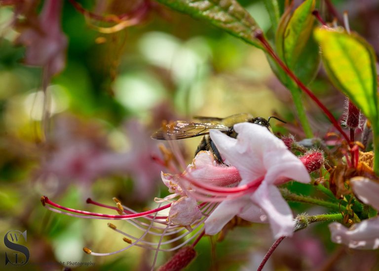 blossoms and bees-5.jpg