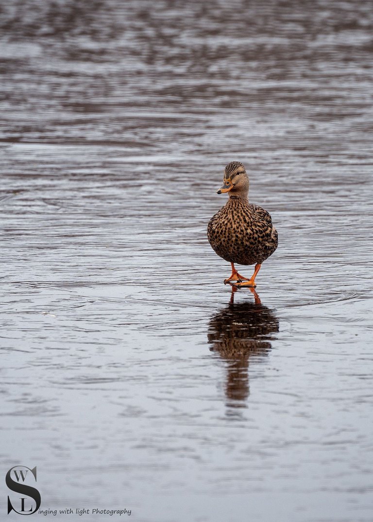 ww icy pond-3.jpg