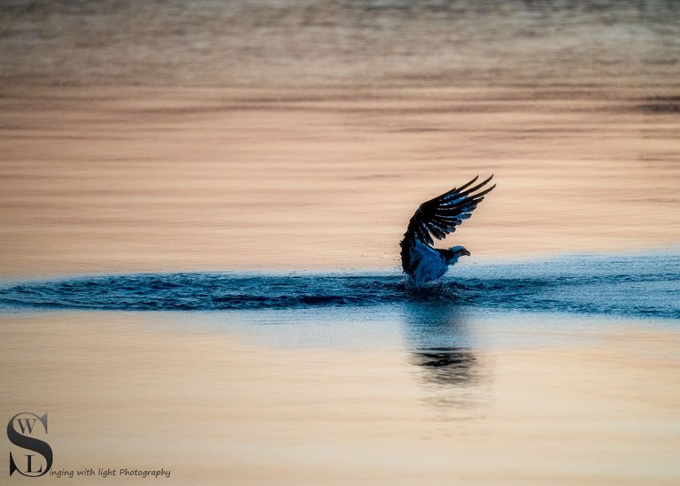 osprey fishing.jpg