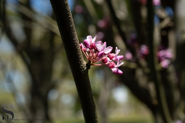 more blossoms-3.jpg