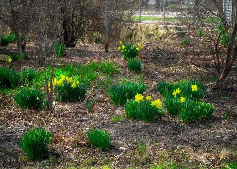 daffodils-2.jpg