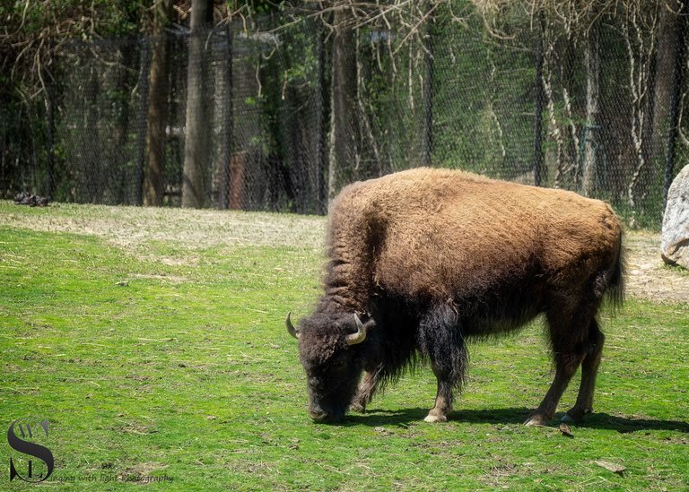 animals zoo and beyond.jpg