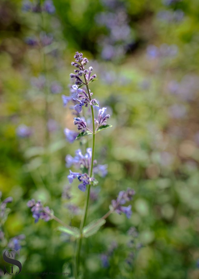 flowers and plants-4.jpg