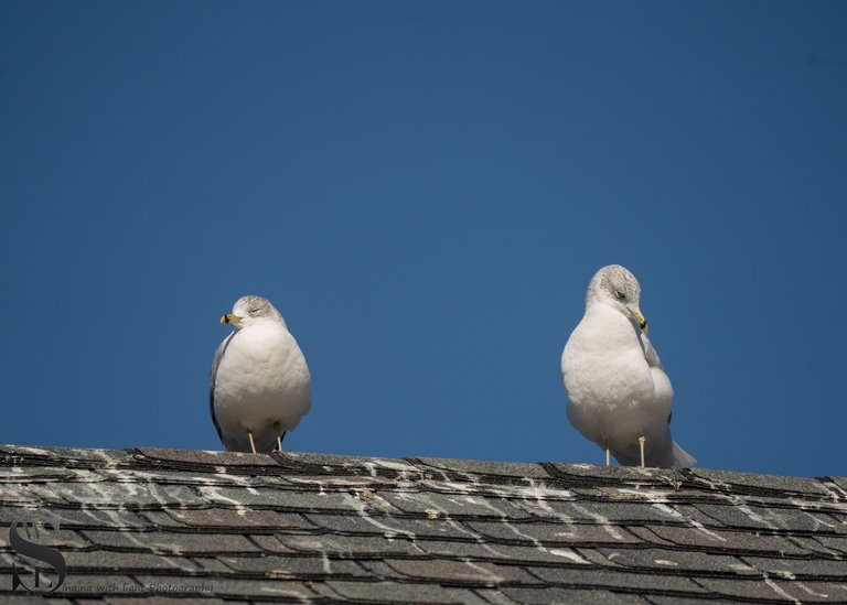 seagulls.jpg