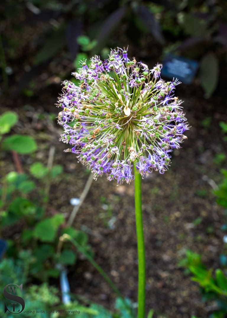 haskell flowers-3.jpg