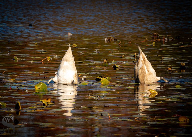 pond birds-4.jpg