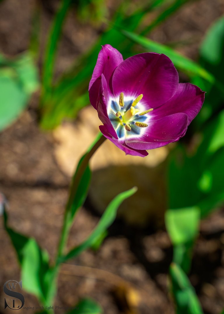 sb spring flowers-4.jpg