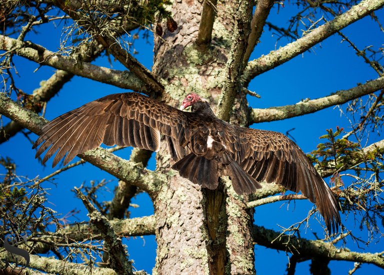 turkey Vulture-3.jpg