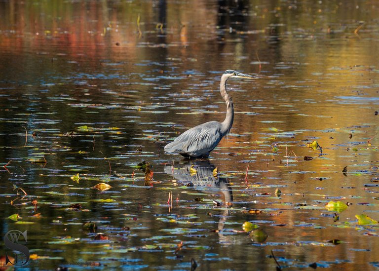 birds sb-2.jpg