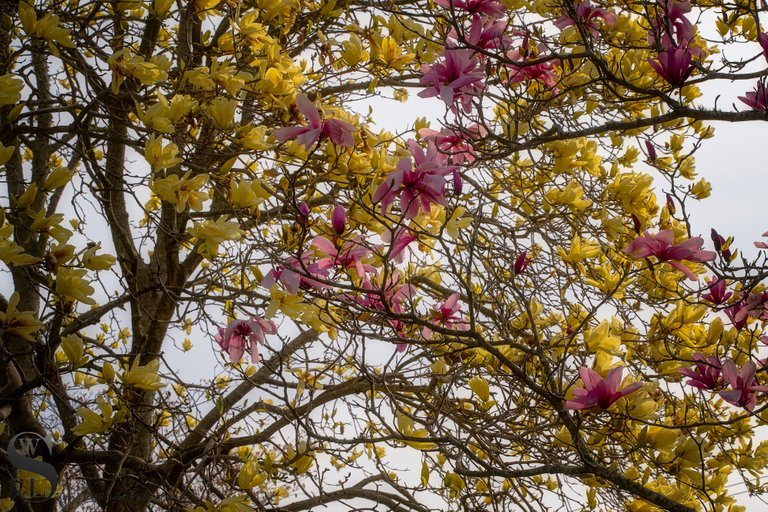 sb magnolias-5.jpg