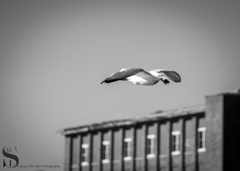 MOno birds and -4.jpg