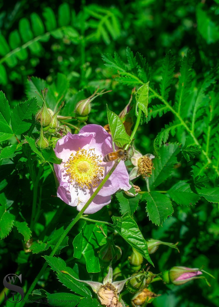 sb flowers and fungi-2.jpg