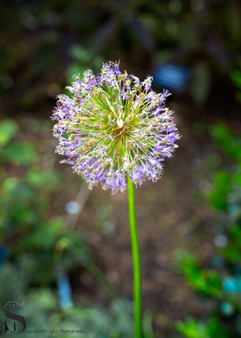hskell flowers-5.jpg