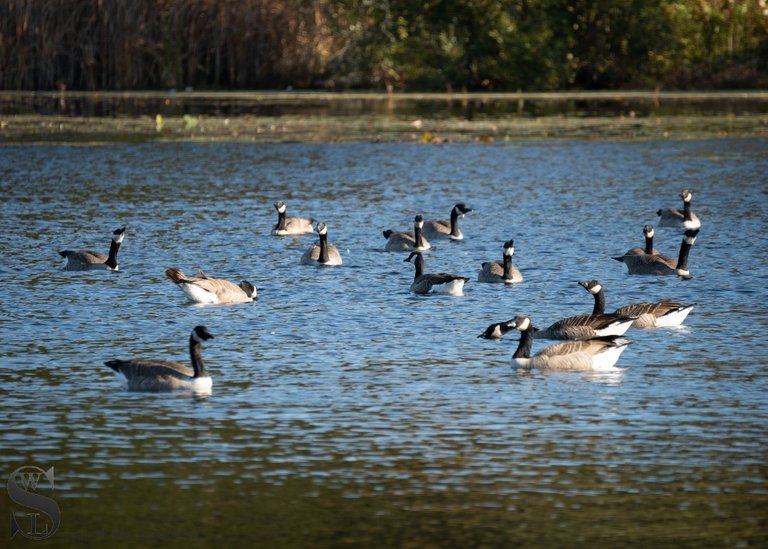 birds on the pond-4.jpg