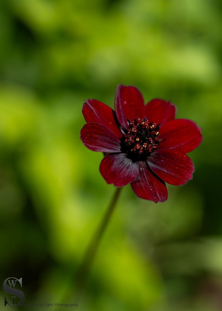 hskell flowers-4.jpg