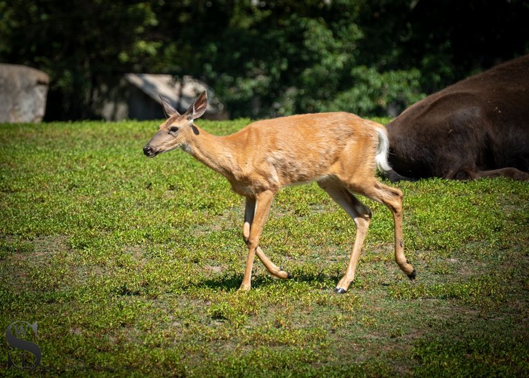 animals zoo-5.jpg